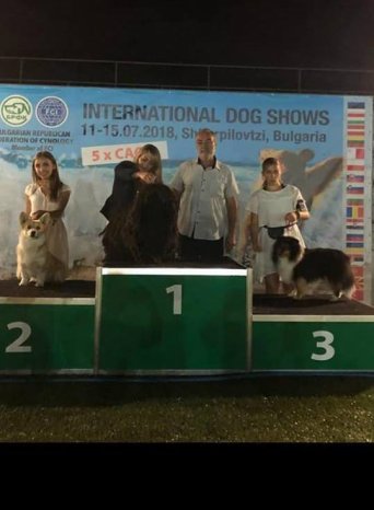 matthias rex kennel, matthias rex vahur Мульти чемпион Matthias Rex Vahur/ Питомник вмоскве Matthias Rex