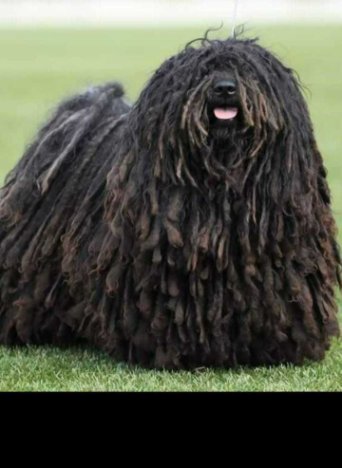 matthias rex kennel, matthias rex vahur Питомник пули в москве, matthias rex kennel, собаки matthias rex
